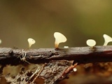 Heterotextus luteus image