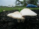 Pluteus petasatus image