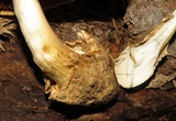 Volvariella bombycina image