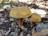 Boletus luridellus image