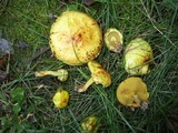 Suillus americanus image