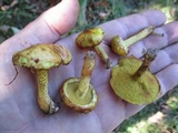Suillus americanus image