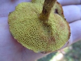 Suillus americanus image