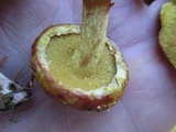 Suillus americanus image