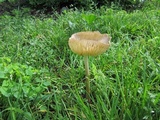 Xerula megalospora image