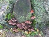 Ganoderma sessile image