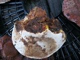 Ganoderma sessile image