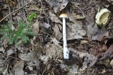 Amanita sinicoflava image
