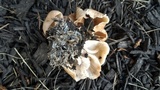 Gymnopus luxurians image