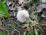 Volvariella nigrodisca image