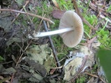 Volvariella nigrodisca image
