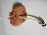 Volvariella nigrodisca image