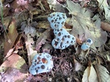 Hydnellum caeruleum image