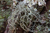 Usnea subscabrosa image