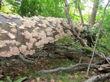 Pleurotus pulmonarius image