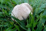 Leucoagaricus barssii image