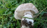 Leucoagaricus barssii image