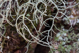 Usnea subscabrosa image