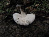 Amanita sect. Vaginatae image