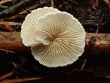 Crepidotus caspari image