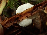 Crepidotus caspari image