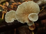 Crepidotus caspari image
