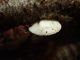 Crepidotus caspari image