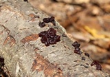 Exidia recisa image