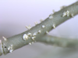 Usnea subscabrosa image