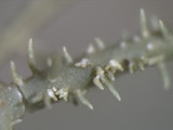 Usnea subscabrosa image