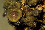 Peltula patellata image