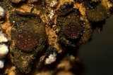 Peltula patellata image