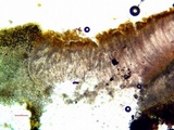 Peltula patellata image