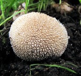 Lycoperdon echinatum image
