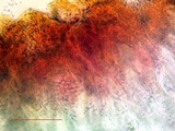 Peltula patellata image