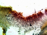 Peltula patellata image