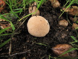 Lycoperdon echinatum image