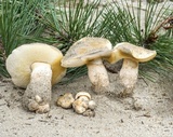 Gyroporus subalbellus image