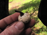Lycoperdon echinatum image