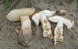 Gyroporus subalbellus image