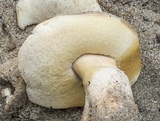 Gyroporus subalbellus image