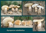 Gyroporus subalbellus image
