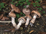 Agaricus fuscofibrillosus image