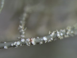 Usnea subscabrosa image