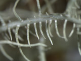 Usnea subscabrosa image