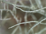 Usnea subscabrosa image
