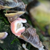 Phlebia incarnata image