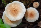 Ripartitella brasiliensis image