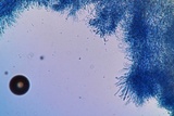 Tolypocladium ophioglossoides image