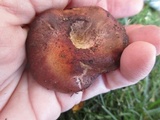 Chroogomphus vinicolor image